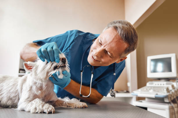 Best Mobile Emergency Dentist in Aurora, IN